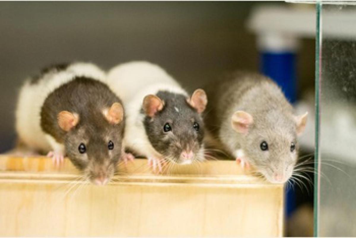 Can there be a better business model? HR message from Rats